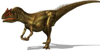 Dinosaur fossil Allosaurus rib bone Morrison Wyoming Jurassic 3