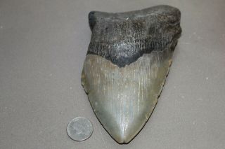 Megalodon Fossil Giant Shark Teeth Natural Large 5.  65 " Huge Tooth