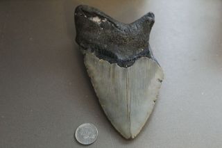 MEGALODON Fossil Giant Shark Teeth Natural Large 5.  65 
