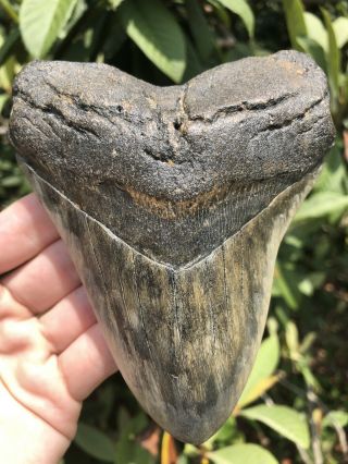 Huge Colorful 5.  23” Megalodon Tooth Fossil Shark Teeth