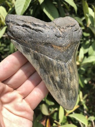 Huge Colorful 5.  23” Megalodon Tooth Fossil Shark Teeth 2