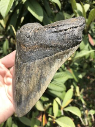 Huge Colorful 5.  23” Megalodon Tooth Fossil Shark Teeth 3