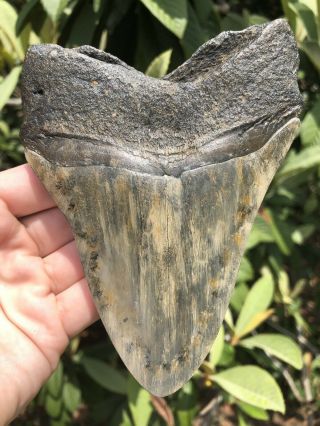 Huge Colorful 5.  23” Megalodon Tooth Fossil Shark Teeth 4
