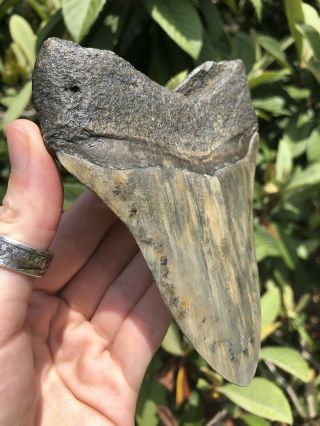 Huge Colorful 5.  23” Megalodon Tooth Fossil Shark Teeth 5