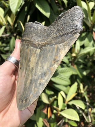Huge Colorful 5.  23” Megalodon Tooth Fossil Shark Teeth 6