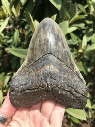 Huge Colorful 5.  23” Megalodon Tooth Fossil Shark Teeth 7