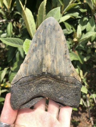 Huge Colorful 5.  23” Megalodon Tooth Fossil Shark Teeth 8