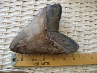 6 Inch Megalodon Tooth - Massive Size - Absolutely Fantastic Color