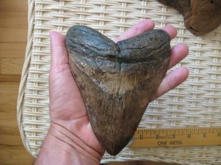 6 inch megalodon tooth - Massive size - absolutely fantastic color 2
