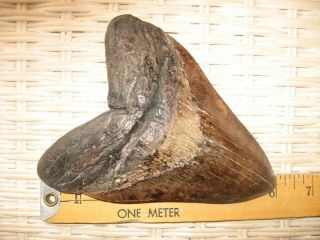 6 inch megalodon tooth - Massive size - absolutely fantastic color 3