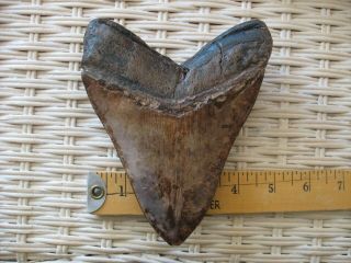 6 inch megalodon tooth - Massive size - absolutely fantastic color 4