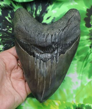 Megalodon Sharks Tooth 6  Inch Huge Fossil Sharks Teeth Tooth