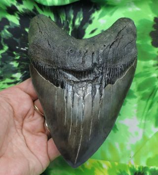 Megalodon Sharks Tooth 6  inch HUGE fossil sharks teeth tooth 2