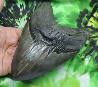 Megalodon Sharks Tooth 6  inch HUGE fossil sharks teeth tooth 3