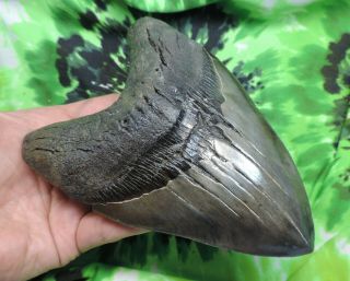 Megalodon Sharks Tooth 6  inch HUGE fossil sharks teeth tooth 4