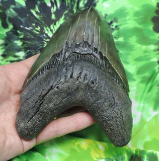 Megalodon Sharks Tooth 6  inch HUGE fossil sharks teeth tooth 5