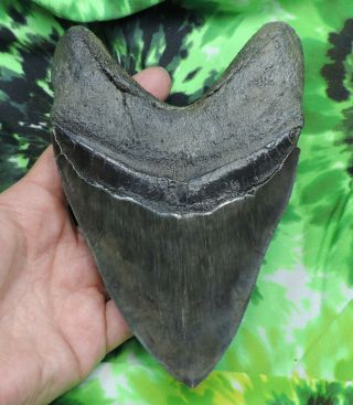 Megalodon Sharks Tooth 6  inch HUGE fossil sharks teeth tooth 6