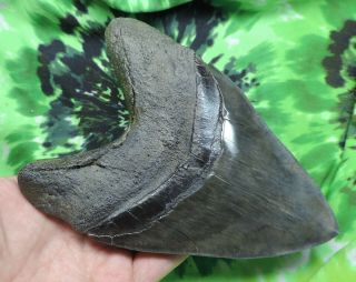Megalodon Sharks Tooth 6  inch HUGE fossil sharks teeth tooth 7