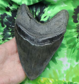 Megalodon Sharks Tooth 6  inch HUGE fossil sharks teeth tooth 8