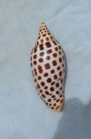 Scaphella Junonia 108mm Volute Voluta Seashell