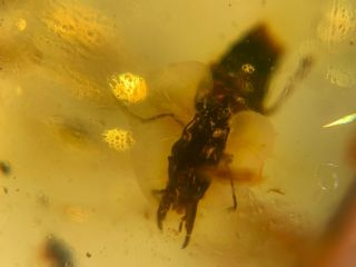 Uncommon Big Teeth Rove Beetle Burmite Myanmar Amber Insect Fossil Dinosaur Age