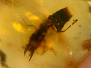 uncommon big teeth rove beetle Burmite Myanmar Amber insect fossil dinosaur age 2
