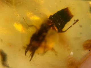 uncommon big teeth rove beetle Burmite Myanmar Amber insect fossil dinosaur age 4