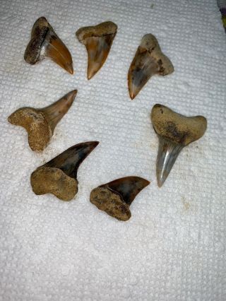 7 Bakersfield Fossil Sharktooth Hill Shark Teeth Isurus Planus Miocene