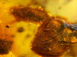 Uncommon Unknown Items Burmite Myanmar Burmese Amber Insect Fossil Dinosaur Age