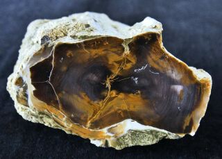 Black Locust (robinia) From Central Oregon - Polished Petrified Wood