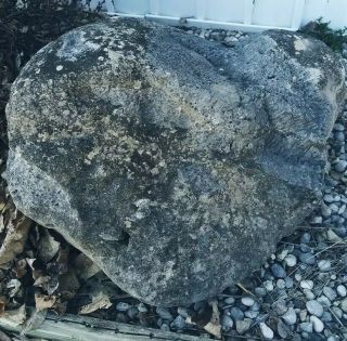 Largest Petoskey Stone Ever Found Very Large 10 Proceeds Go To Charity