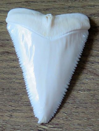 2.  171 " Upper Principle Nature Modern Great White Shark Tooth (teeth)