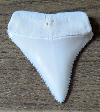 1.  965 " Upper Nature Modern Great White Shark Tooth (teeth)