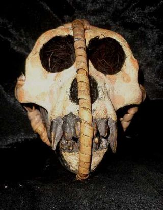 Museum Quality Large Asmat Headhunted Trophy Monkey Skull Resin