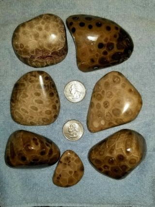 7 Polished Petoskey Stones