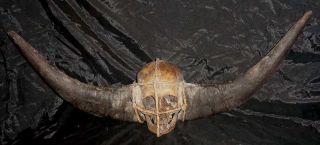 Nagaland Headhunters Buffalo Horn Human Trophy Skull Resin.