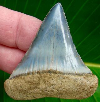 Great White Shark Tooth - 2 & 3/8 In.  Serrated - Over 2 Inch Wide Real