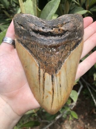 Huge 6.  15” Megalodon Tooth Fossil Shark Teeth Weighs Over 1 Pound 11