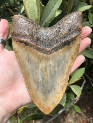 Huge 6.  15” Megalodon Tooth Fossil Shark Teeth Weighs Over 1 Pound 12