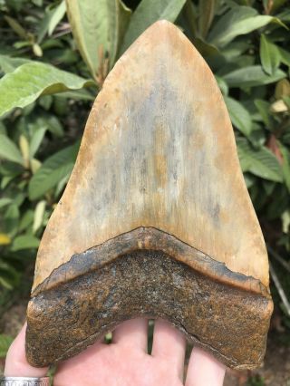 Huge 6.  15” Megalodon Tooth Fossil Shark Teeth Weighs Over 1 Pound