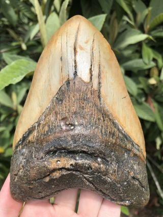 Huge 6.  15” Megalodon Tooth Fossil Shark Teeth Weighs Over 1 Pound 2