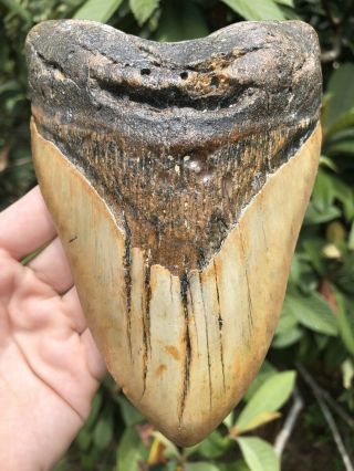 Huge 6.  15” Megalodon Tooth Fossil Shark Teeth Weighs Over 1 Pound 3