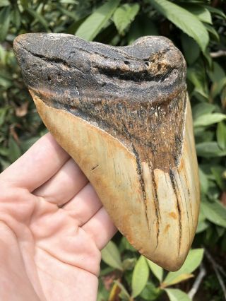Huge 6.  15” Megalodon Tooth Fossil Shark Teeth Weighs Over 1 Pound 4