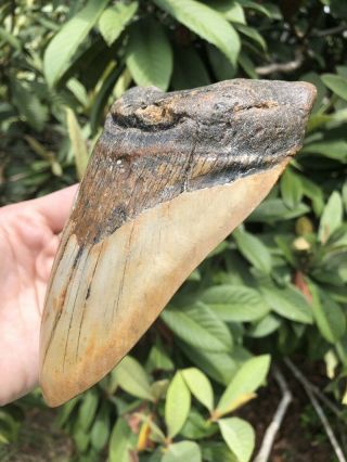 Huge 6.  15” Megalodon Tooth Fossil Shark Teeth Weighs Over 1 Pound 5