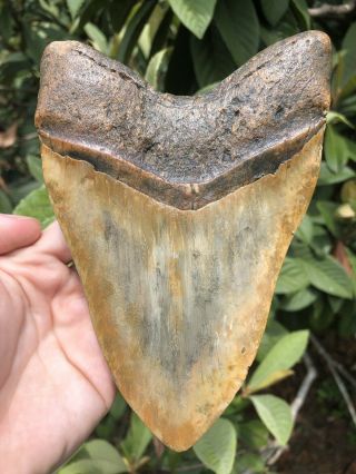 Huge 6.  15” Megalodon Tooth Fossil Shark Teeth Weighs Over 1 Pound 6