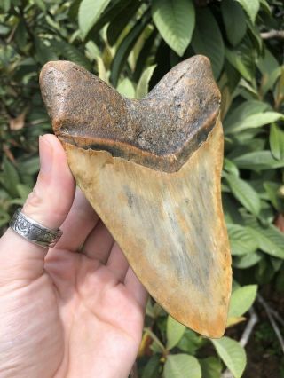 Huge 6.  15” Megalodon Tooth Fossil Shark Teeth Weighs Over 1 Pound 7