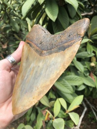 Huge 6.  15” Megalodon Tooth Fossil Shark Teeth Weighs Over 1 Pound 8