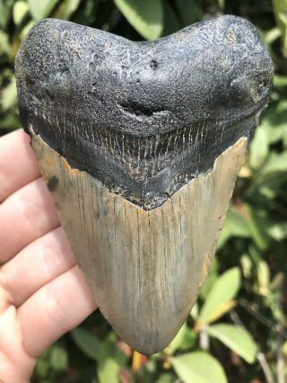 Huge 4.  17” Megalodon Tooth Fossil Shark Teeth