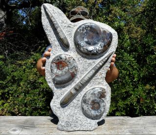 Xl 35,  Pound Extinct Fossil Orthoceras And Ammonite Stand / Morocco