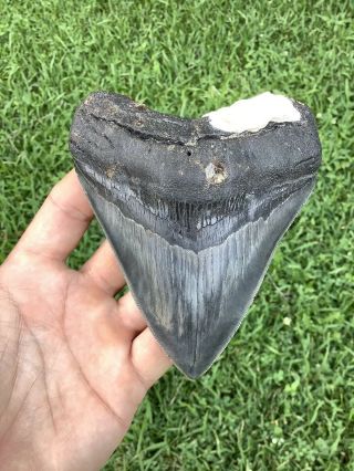 Colorful Serrated 4.  81” Megalodon Shark Tooth 100 Natural - No Restoration.